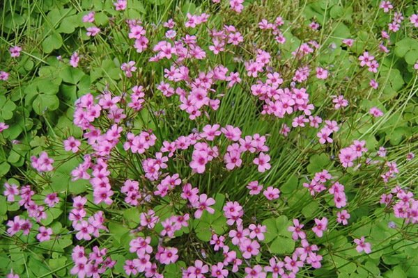 紅三葉草種子價(jià)格，多少錢一斤
