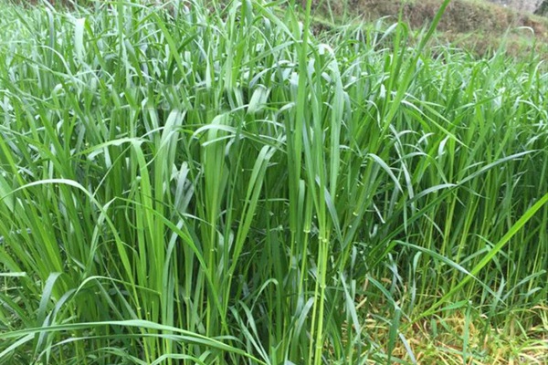 冬牧70黑麥草種子多少錢(qián)一斤