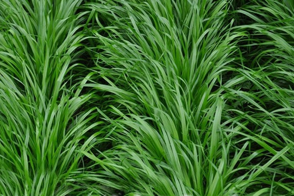 冬牧70黑麥草種子多少錢(qián)一斤