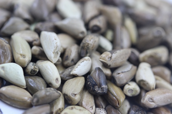 墨西哥玉米草畝播種量多少？如何播種