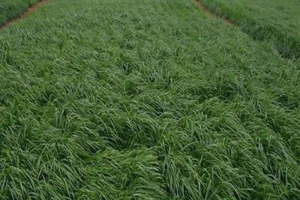 冬牧70黑麥草什么時間播種？播種方法有何技巧