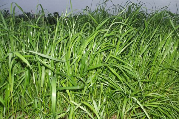 冬牧70黑麥草什么時間播種？播種方法有何技巧