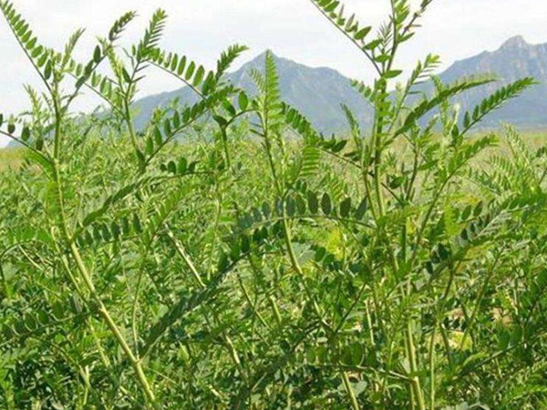 沙打旺種子價(jià)格，一畝地種多少