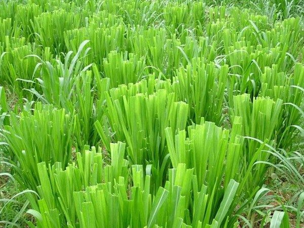 養(yǎng)牛的飼草什么好，有哪些品種飼草可以養(yǎng)牛