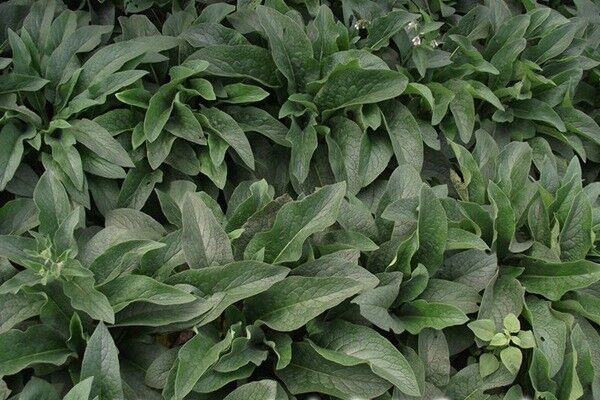適應(yīng)中原地區(qū)種植的飼草，種植技巧