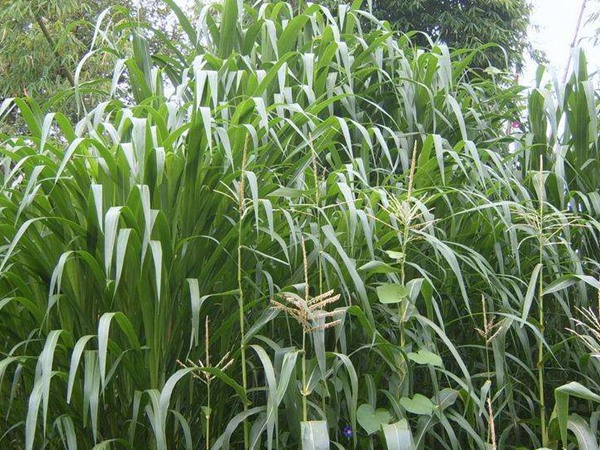 一畝皇竹草能養(yǎng)幾頭牛，經(jīng)濟效益怎么樣