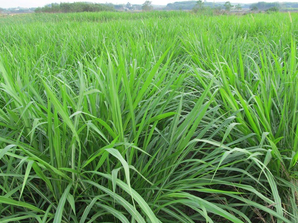 皇竹草可以喂牛嗎，有什么營養(yǎng)價(jià)值