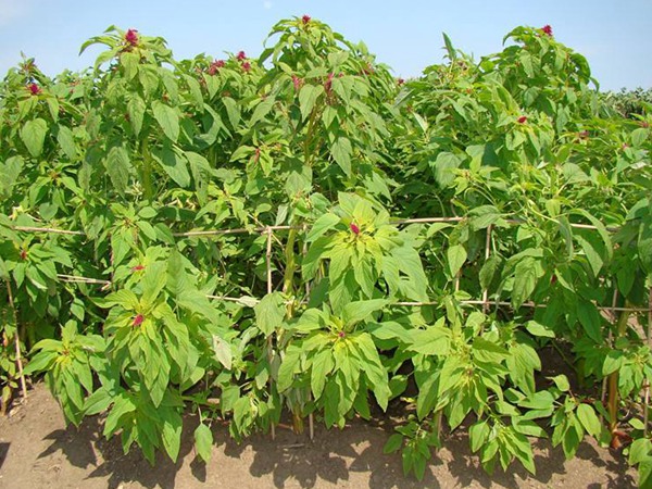 養(yǎng)豬用什么牧草種植比較好？