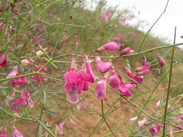 常見(jiàn)植物花棒——耐旱、喜光樹(shù)種