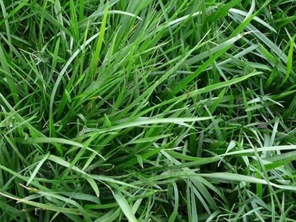 高羊茅——能夠快速成坪的草坪草，具有耐熱性和抗旱性