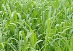 高丹草如何養(yǎng)殖，種植方法是什么？