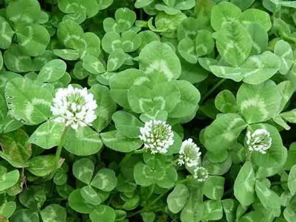 種植白三葉，不但可以綠化環(huán)境，而且改善空氣質(zhì)量