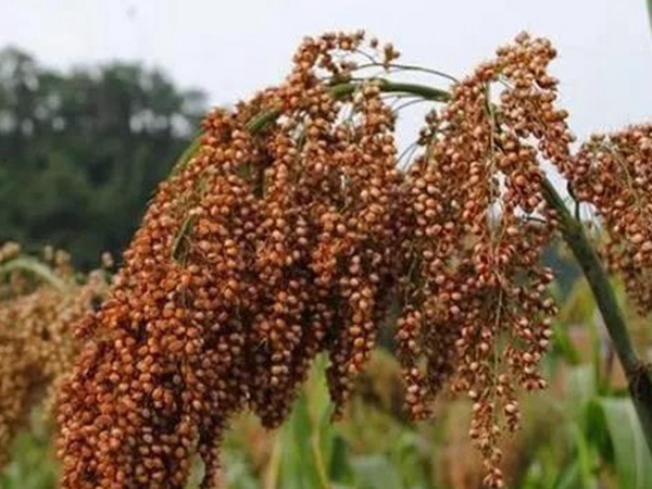 甜高粱簡(jiǎn)單的種植方法，如何播種