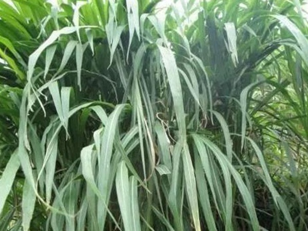 皇竹草種植經(jīng)濟(jì)效益是什么？有什么作用？