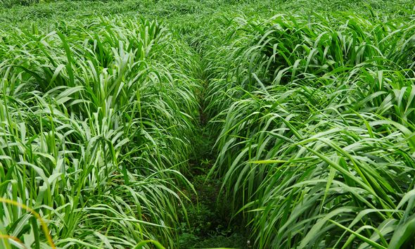 養(yǎng)牛最適合種植什么牧草比較好？種植方法是什么？