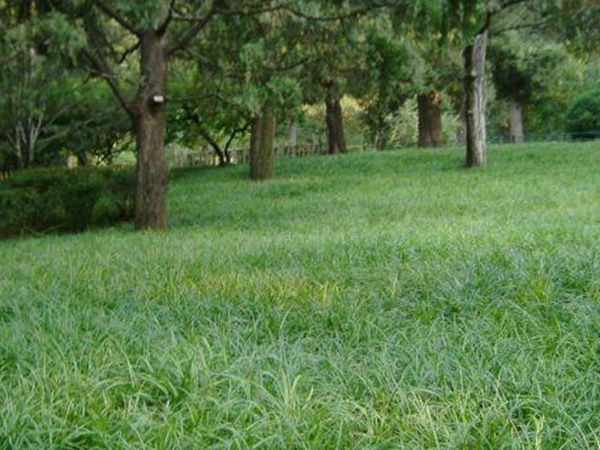 堿茅草種子種植方法是什么，發(fā)芽率怎么樣