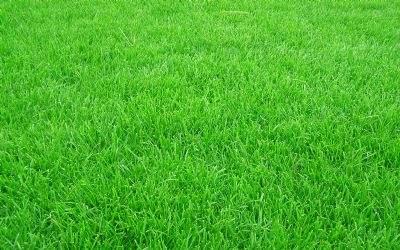 黑麥草的用途有什么？黑麥草種子用途有多少？