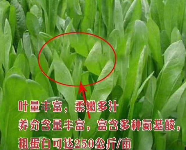 牧草菊苣是多年生嗎？種植方法是什么？