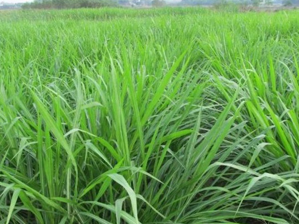 皇竹草養(yǎng)牛，種植皇竹草牧草一畝地可以養(yǎng)殖多少牛？