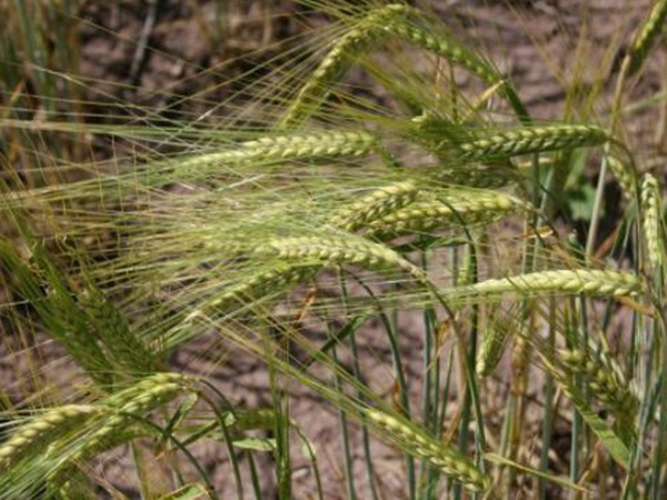 燕麥種植的生長環(huán)境是怎樣的？有什么需要注意的？