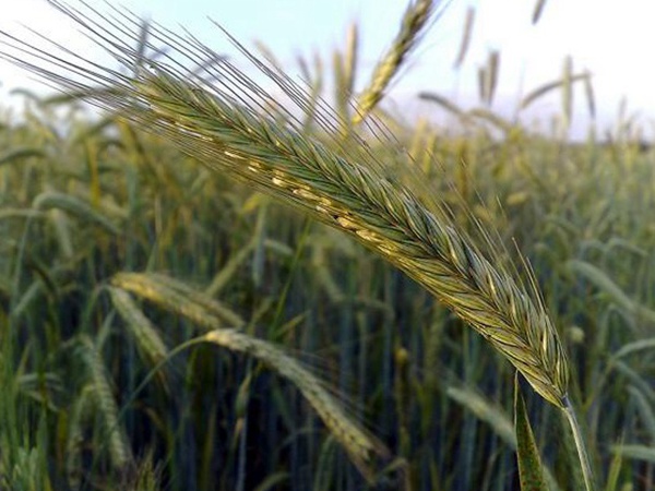 燕麥種植的生長環(huán)境是怎樣的？有什么需要注意的？