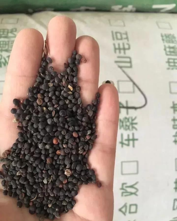 灌木種子—車(chē)桑子介紹以及播種方法