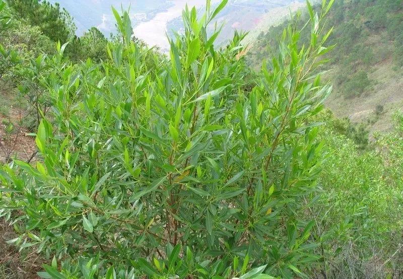 灌木種子—車(chē)桑子介紹以及播種方法