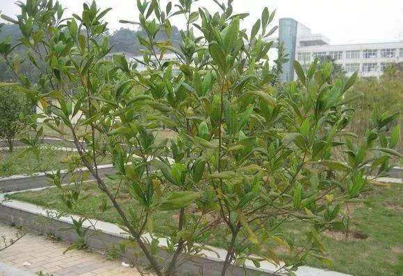 灌木種子—車(chē)桑子介紹以及播種方法
