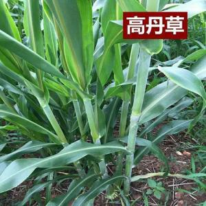 高粱與蘇丹草的結(jié)合，高丹草的優(yōu)勢有哪些