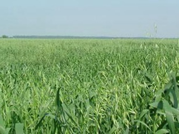 燕麥種植的生長環(huán)境是怎樣的？有什么需要注意的？