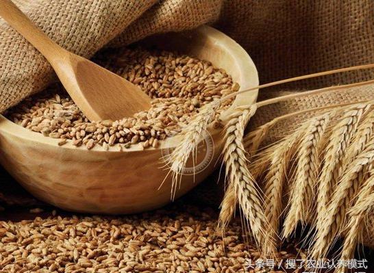 燕麥種子發(fā)芽率低怎么辦？怎么樣才能提高燕麥種子的發(fā)芽率？