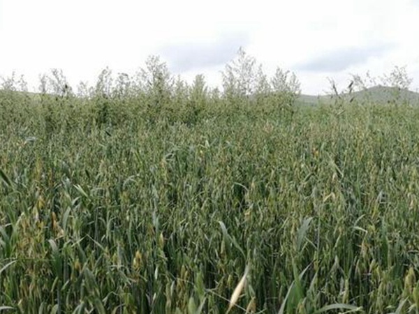 燕麥種植的生長環(huán)境是怎樣的？有什么需要注意的？