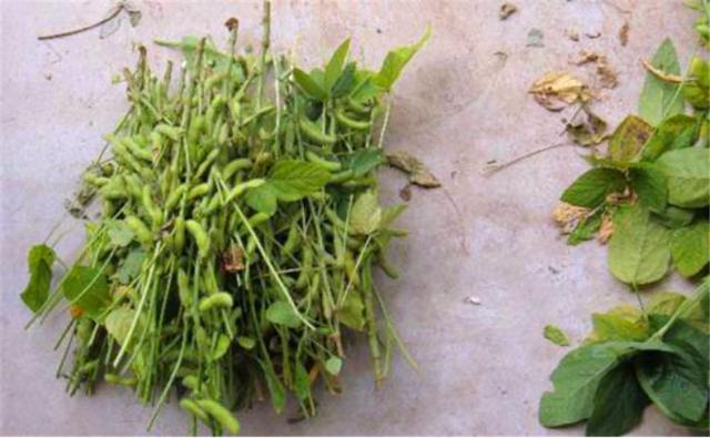 種植黑豆時，掌握技術方法產(chǎn)量能提升