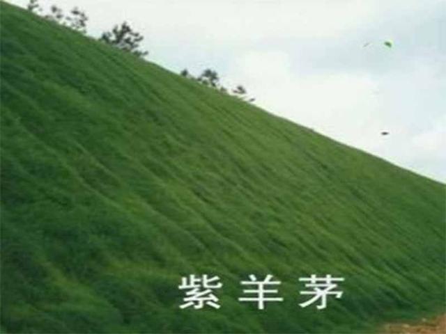 種植紫羊茅嗎？什么季節(jié)種植生長速度快？