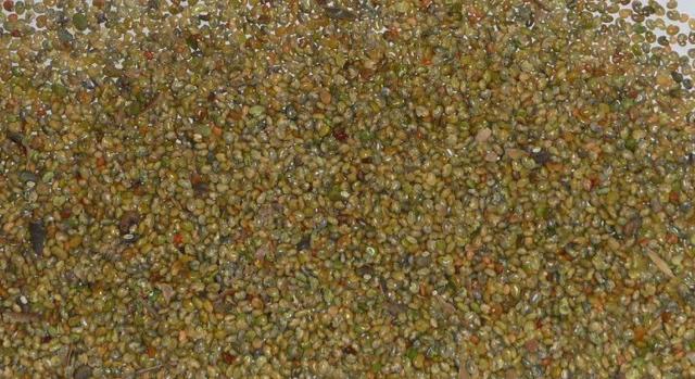豬屎豆種植技術說明，什么時候種植最佳？