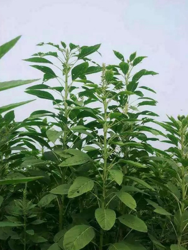 籽粒莧是一種什么植物，又什么作用