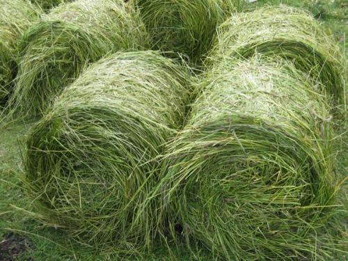 優(yōu)質(zhì)高產(chǎn)牧草，冬牧70黑麥草種植時間