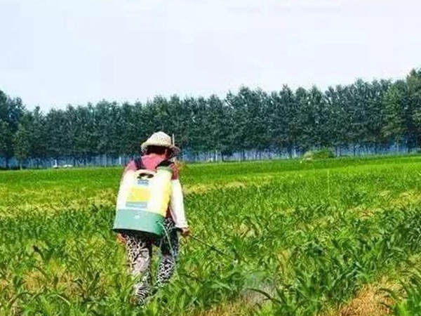 墨西哥玉米草出苗成活率是什么原因，怎么樣提高成活率？