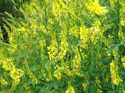 草木犀種植方法及特點(diǎn)介紹，什么時(shí)候種植比較好
