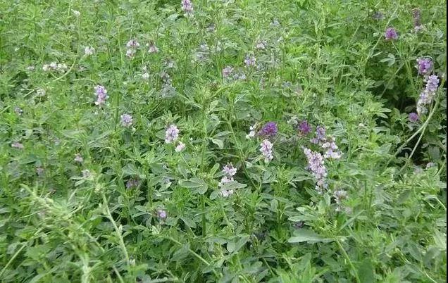 養(yǎng)牛最適合種植什么牧草比較好？種植方法是什么？