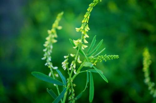 耐堿性牧草草種推薦---草木犀，種植方法是什么