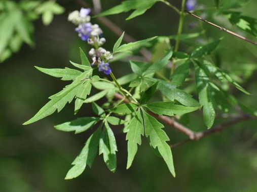 如何提高荊條的種植效益？有什么需要注意的？