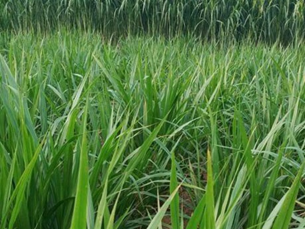 皇竹草種植經(jīng)濟(jì)效益有哪些？作用是什么？