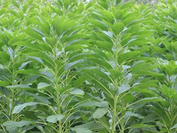 籽粒莧是一種什么植物，又什么作用