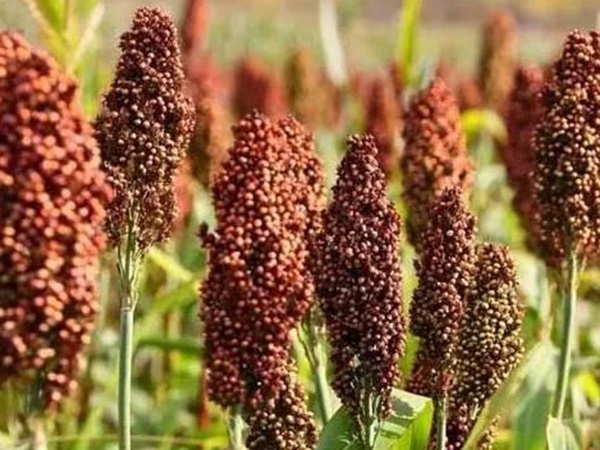 甜高粱簡(jiǎn)單的種植方法，如何播種