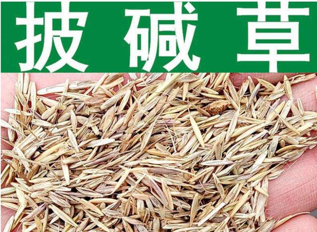 想要披堿草種子的發(fā)芽率高，有什么好的方法？