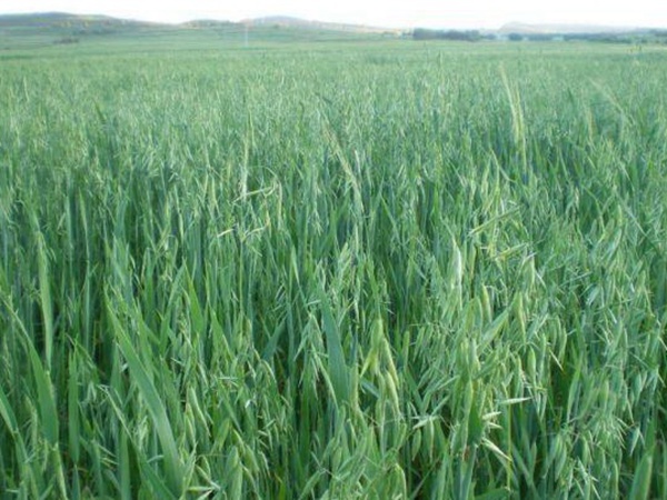 燕麥種植的生長環(huán)境是怎樣的？有什么需要注意的？