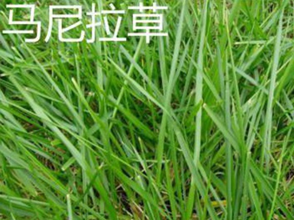 草坪常見(jiàn)品種——你知道的有幾種？