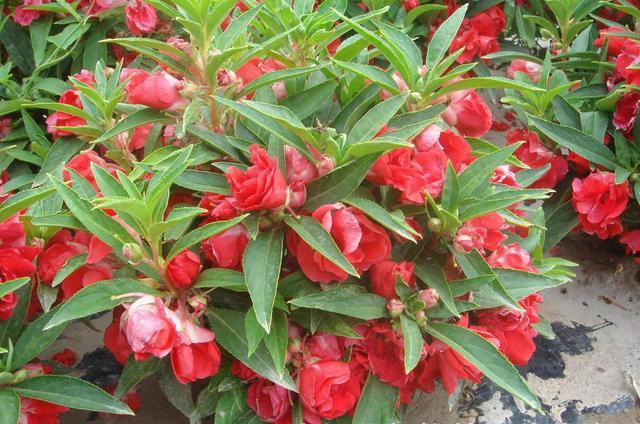 鳳仙花又叫指甲花，應(yīng)該如何播種