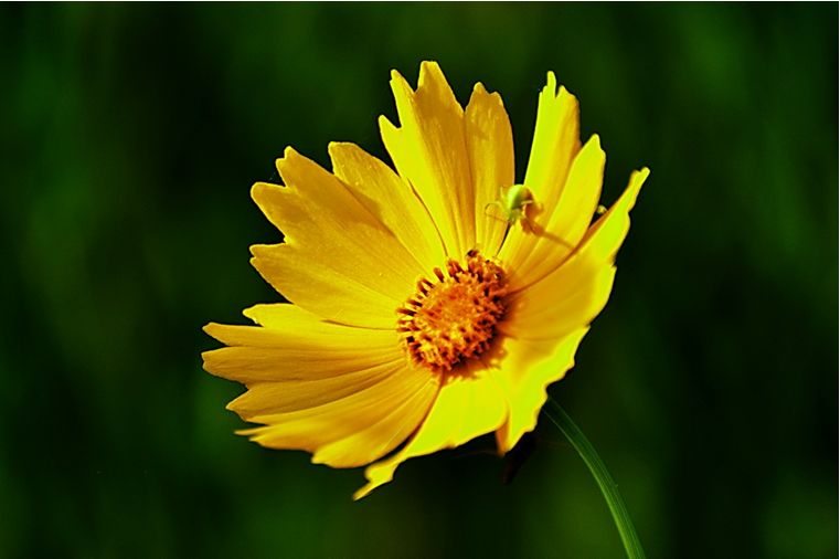 科普 | 金雞菊、金盞菊、金光菊、日光菊你能分得清嗎？